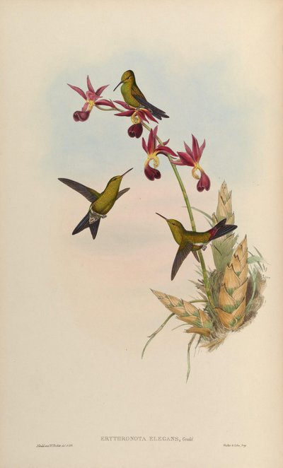 Erythronota elegans = Chlorostilbon elegans door John Gould